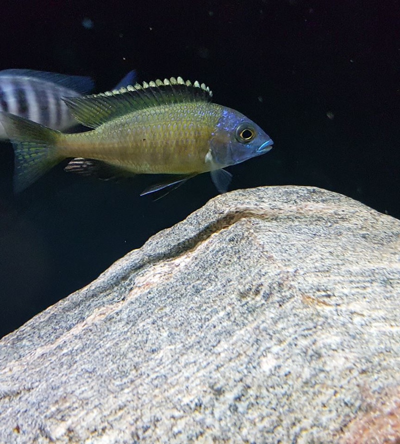 Placidochromis sp. 'electra superior' Mandalawi Reef